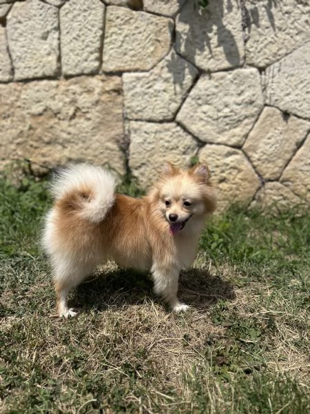 Cucciola Spitz Pomerania  | Foto 3