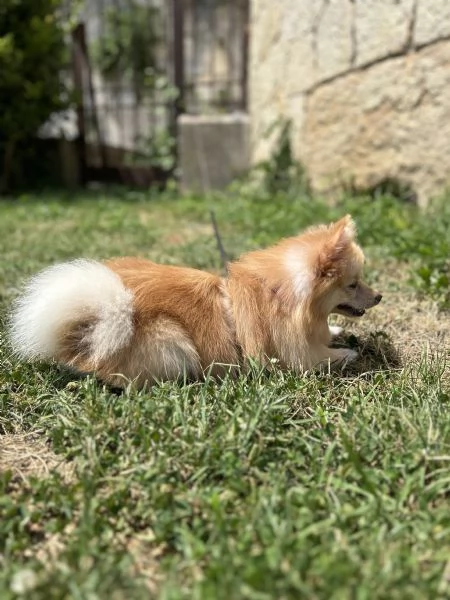 Cucciola Spitz Pomerania  | Foto 2