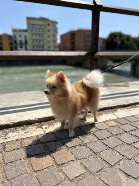 Cucciola Spitz Pomerania  | Foto 0