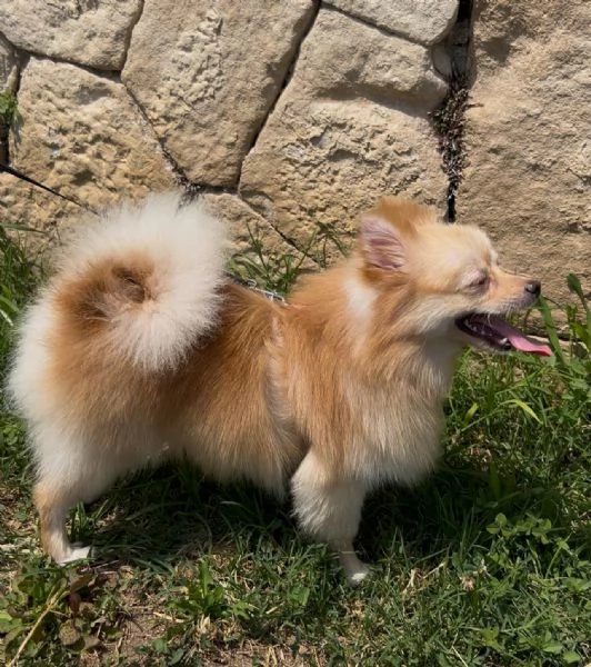 Cucciola Spitz Pomerania 