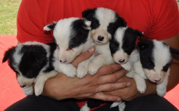 Border Collie Cuccioli in vendita
