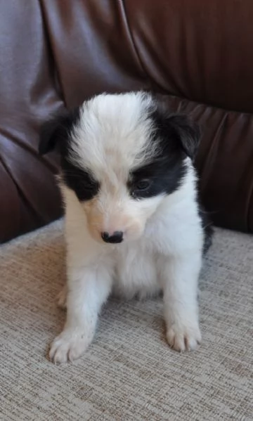Border Collie Cuccioli in vendita | Foto 1