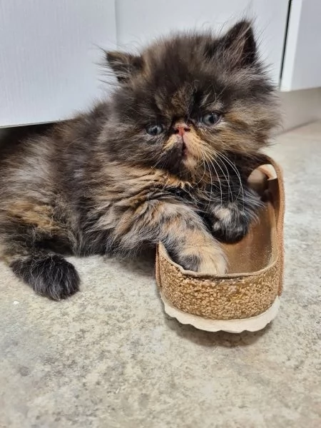 Gattina persiana 