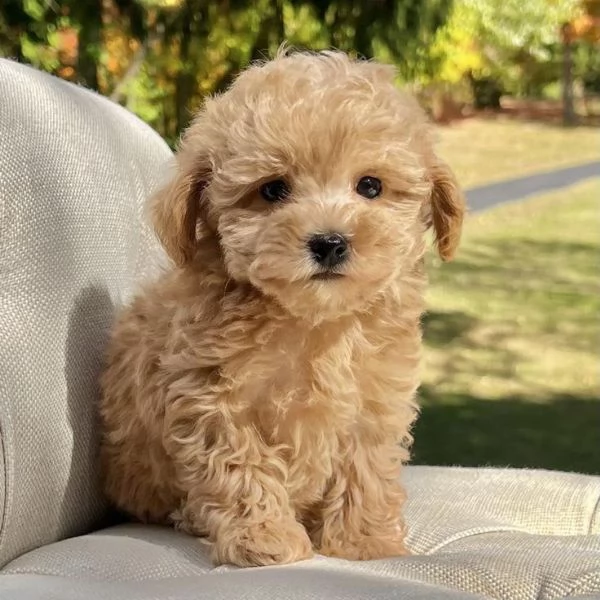 Regalo abbiamo cuccioli di barboncino sono barboncino di dimensioni standard  sono registrati AKC 
