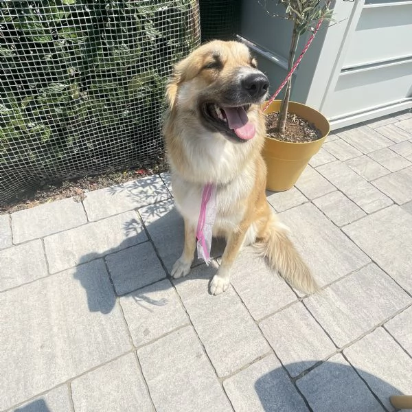 Cagnolona