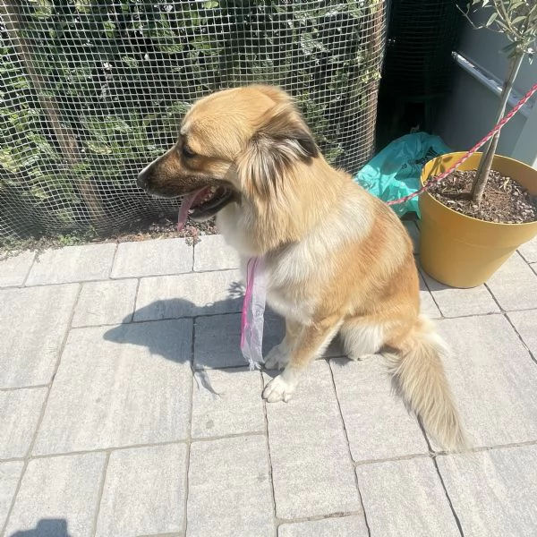 Cagnolona | Foto 4