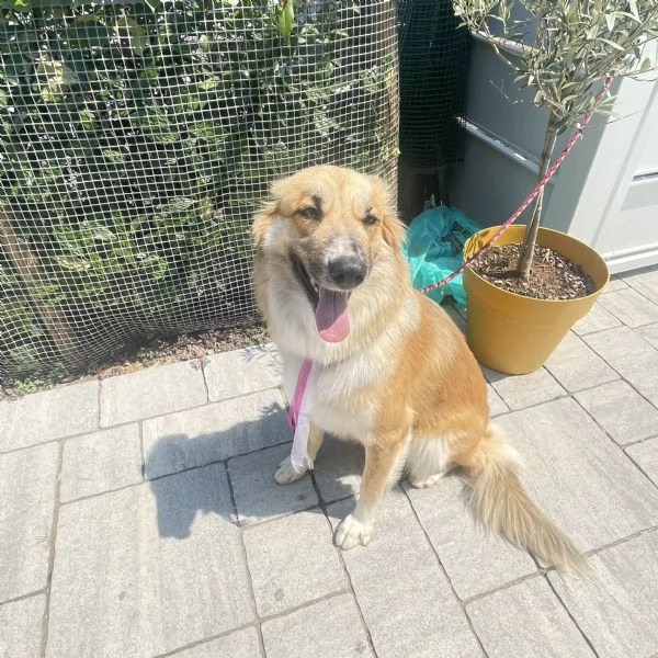 Cagnolona | Foto 0