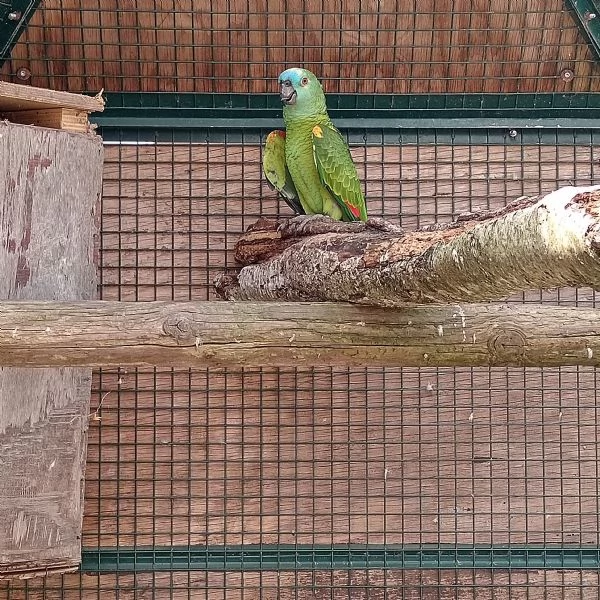 Cerco pappagalli galline galli pavoni e altri animalidi qualsiasi tipo in regalo 