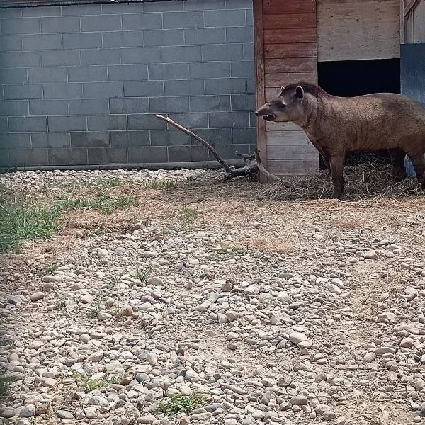 Cerco pappagalli galline galli pavoni e altri animalidi qualsiasi tipo in regalo  | Foto 2