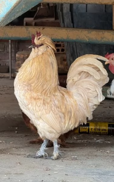 Cerco pappagalli galline galli pavoni e altri animalidi qualsiasi tipo in regalo  | Foto 1