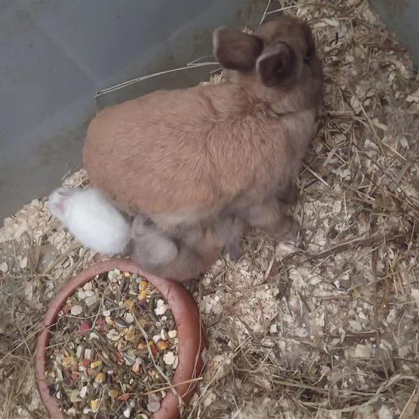 Cerco pappagalli galline galli pavoni e altri animalidi qualsiasi tipo in regalo  | Foto 0
