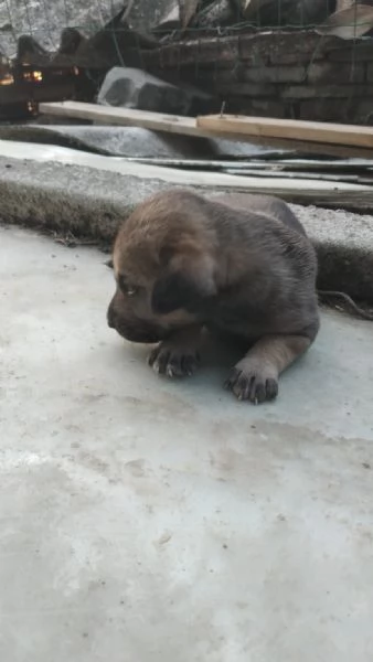 Regalo cuccioli 