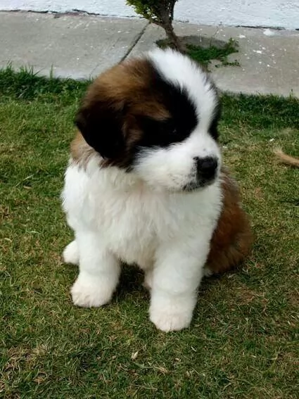 cuccioli di cavalier king femminucce e maschietti per ladozione gratuita i cuccioli sono vaccinati 