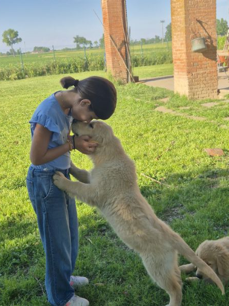 Cuccioli disponibili golden Retriever linea inglese  | Foto 1