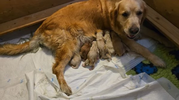 Cuccioli disponibili golden Retriever linea inglese 