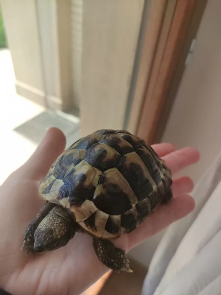 Testudo hermanni 