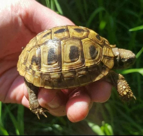 Testudo hermanni  | Foto 1