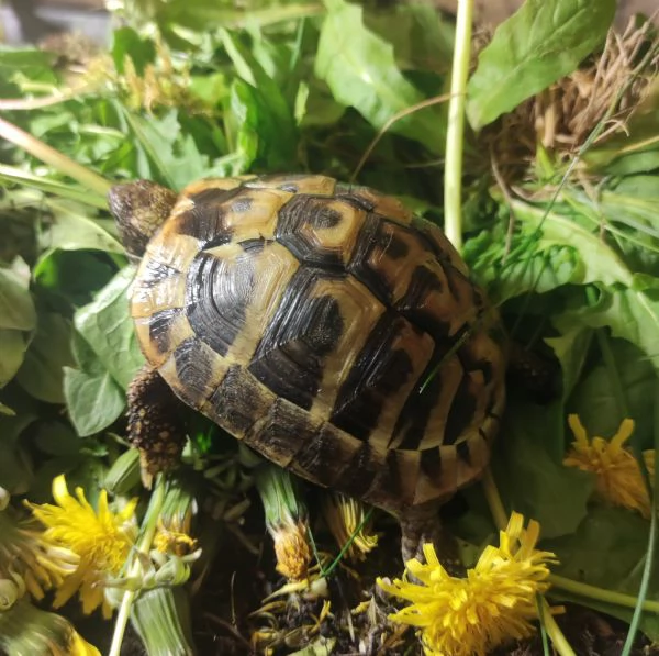 Testudo hermanni  | Foto 0