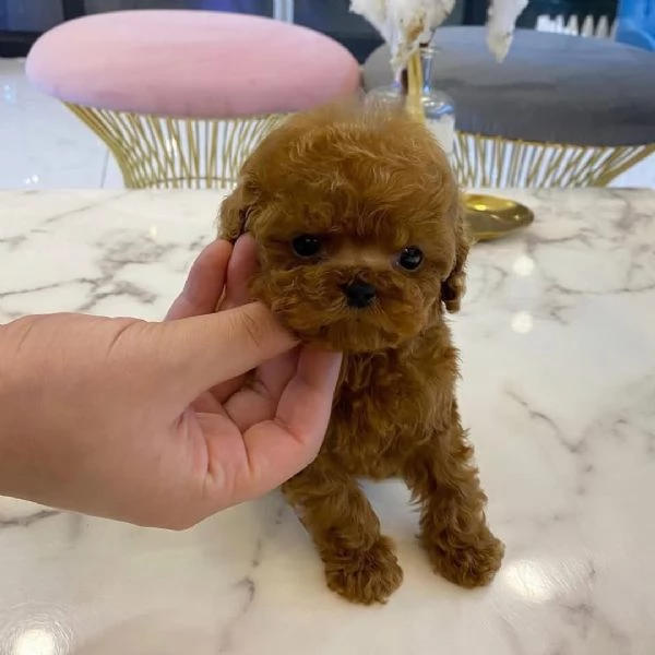 Cuccioli di barboncino adorabili in cerca di adozione | Foto 0