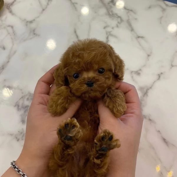 Cuccioli di barboncino adorabili in cerca di adozione