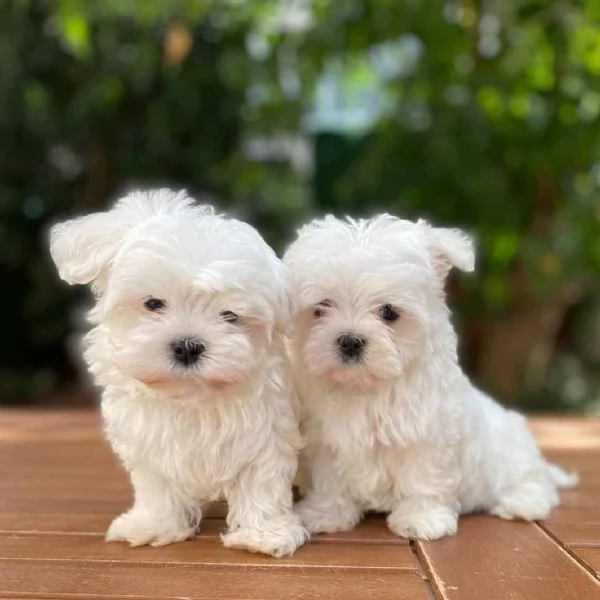 Cuccioli di maltese adorabili in cerca di adozione  | Foto 0