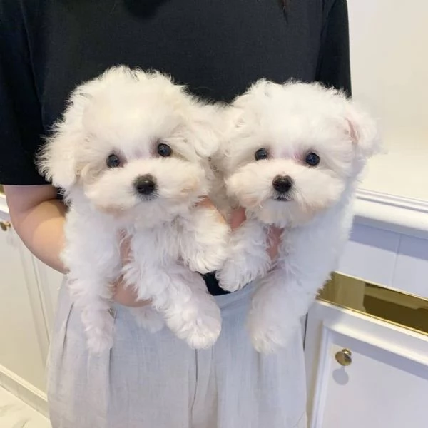 Cuccioli di maltese adorabili in cerca di adozione  | Foto 0