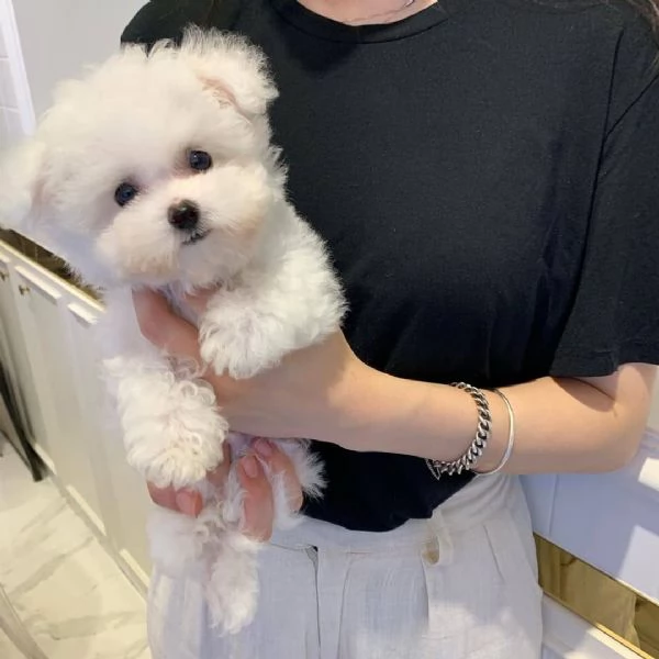 Cuccioli di maltese adorabili in cerca di adozione 