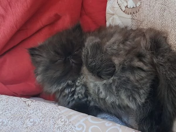 Vendo cuccioli di persiano  | Foto 3