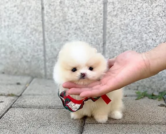 Due cuccioli di Pomerania 1 maschio e 1 femmina 