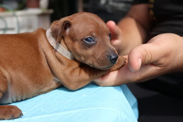 Pinscher nani rossi 