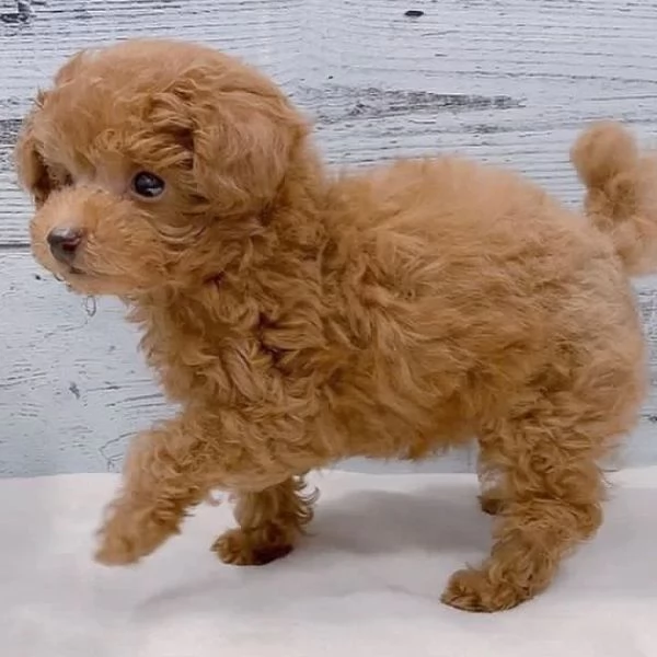 Cuccioli di barboncino adorabili in cerca di adozione In una casa amorevole | Foto 1