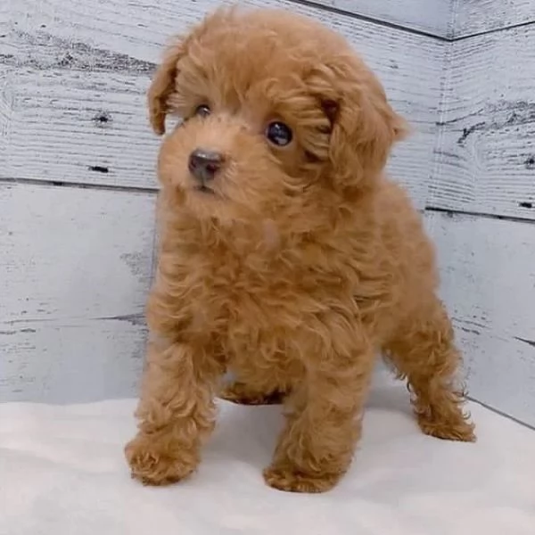Cuccioli di barboncino adorabili in cerca di adozione In una casa amorevole | Foto 0