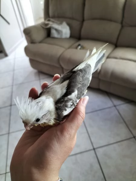 Ultima calopsite allevata a mano maschio  | Foto 0