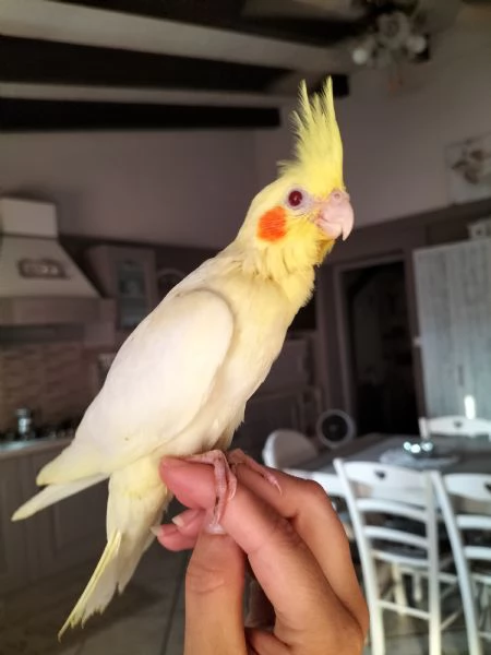 Calopsiti lutina e albina allevate a mano | Foto 6