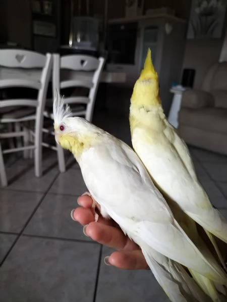 Calopsiti lutina e albina allevate a mano | Foto 5