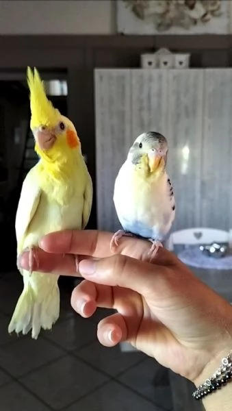Calopsiti lutina e albina allevate a mano | Foto 4