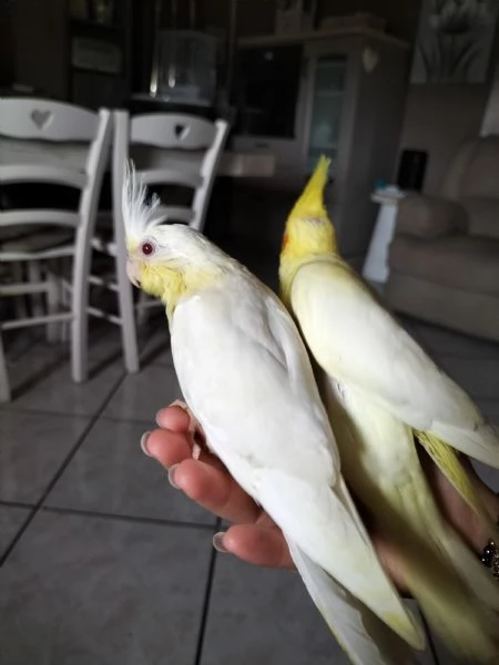 Calopsiti lutina e albina allevate a mano | Foto 2
