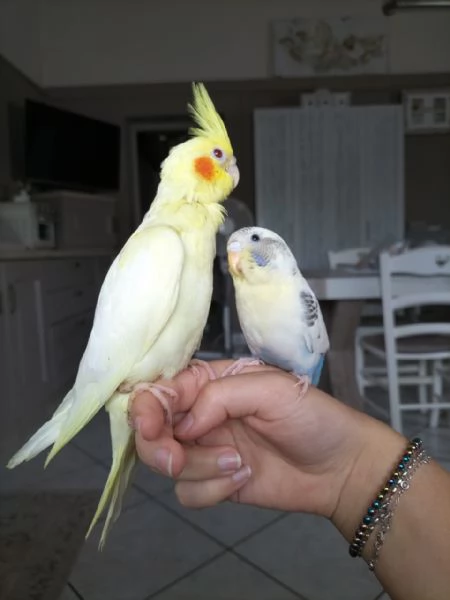 Calopsiti lutina e albina allevate a mano | Foto 1