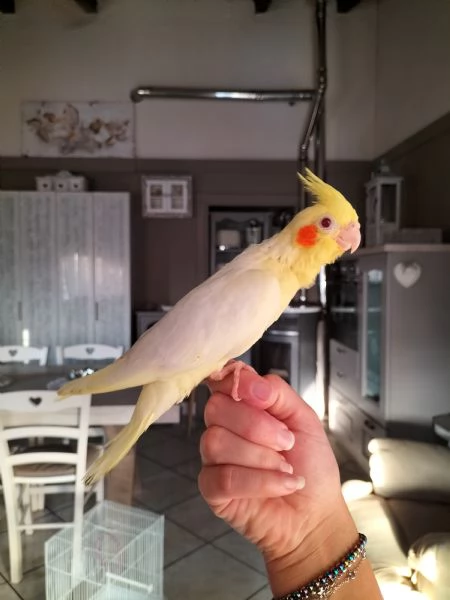 Calopsiti lutina e albina allevate a mano
