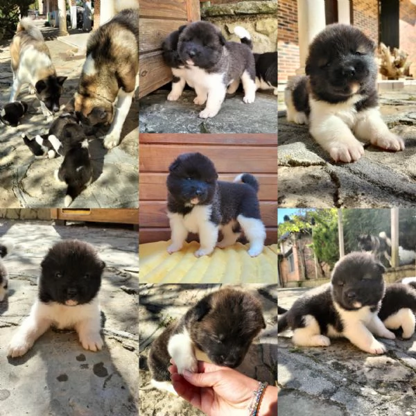 Cuccioli di Akita americano con pedigree  | Foto 6