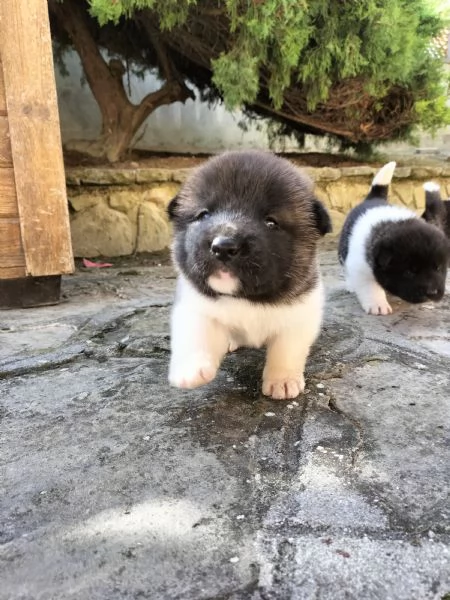 Cuccioli di Akita americano con pedigree  | Foto 5
