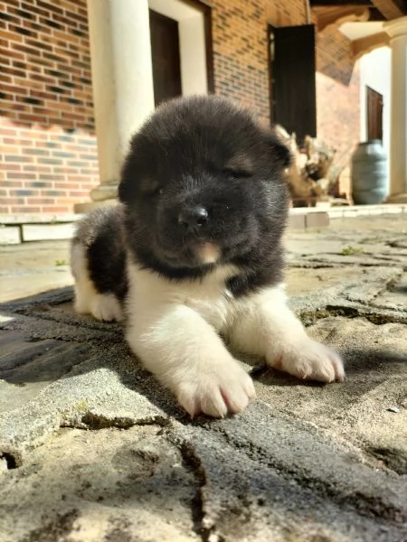 Cuccioli di Akita americano con pedigree  | Foto 4