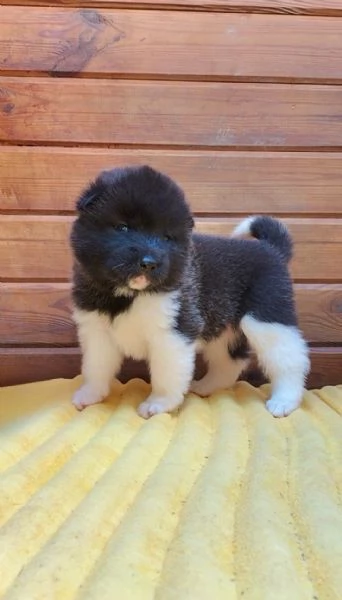 Cuccioli di Akita americano con pedigree  | Foto 3