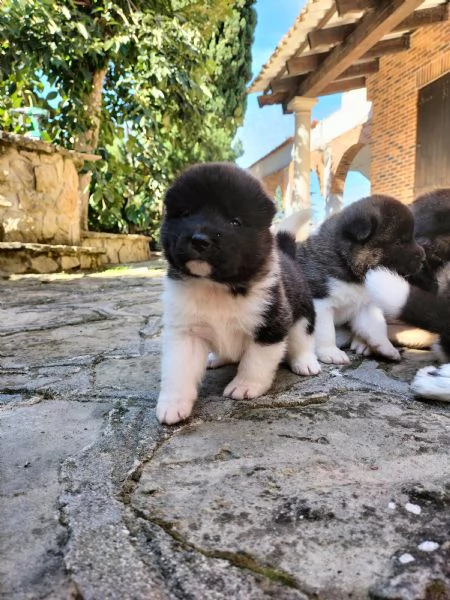 Cuccioli di Akita americano con pedigree  | Foto 2