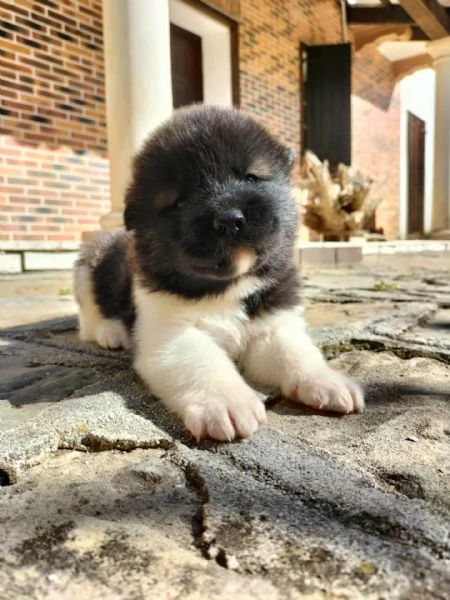 Cuccioli di Akita americano con pedigree 