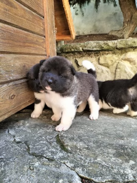 Cuccioli di Akita americano con pedigree  | Foto 1