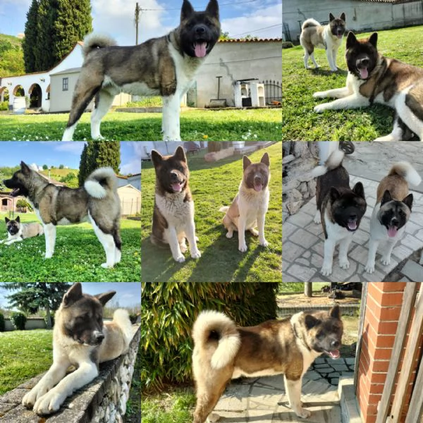 Cuccioli di Akita americano con pedigree  | Foto 0