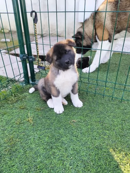 Cuccioli Akita Americano con Pedigree  | Foto 5
