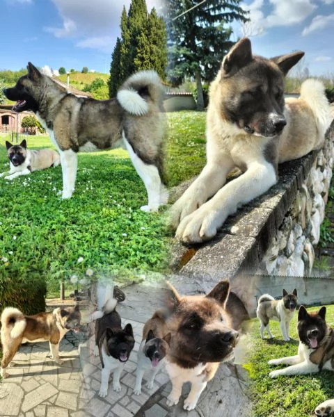 Cuccioli Akita Americano con Pedigree  | Foto 3
