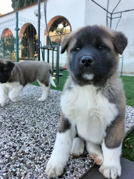 Cuccioli Akita Americano con Pedigree  | Foto 2